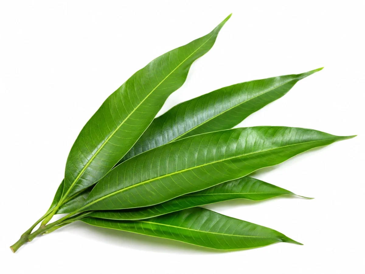 Mango leaves [10 pcs] 100 G